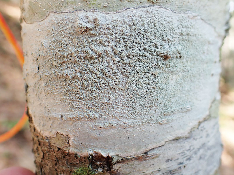 Lepra pustulata