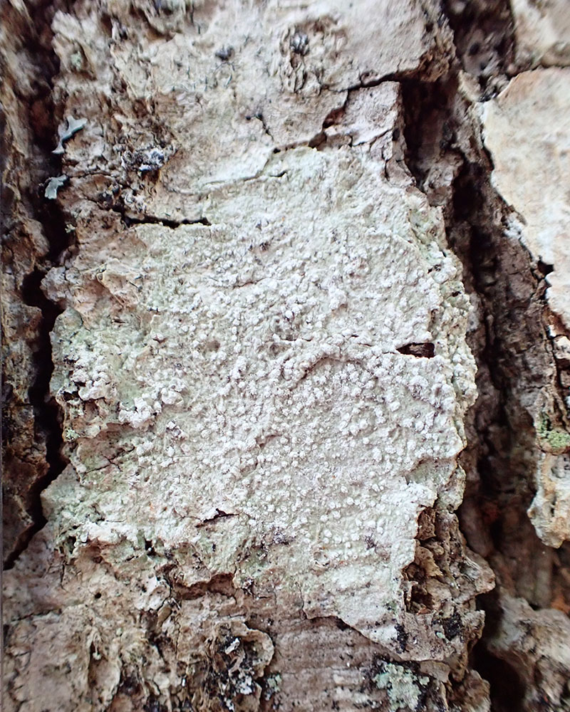 Verrucaria ditmarsica