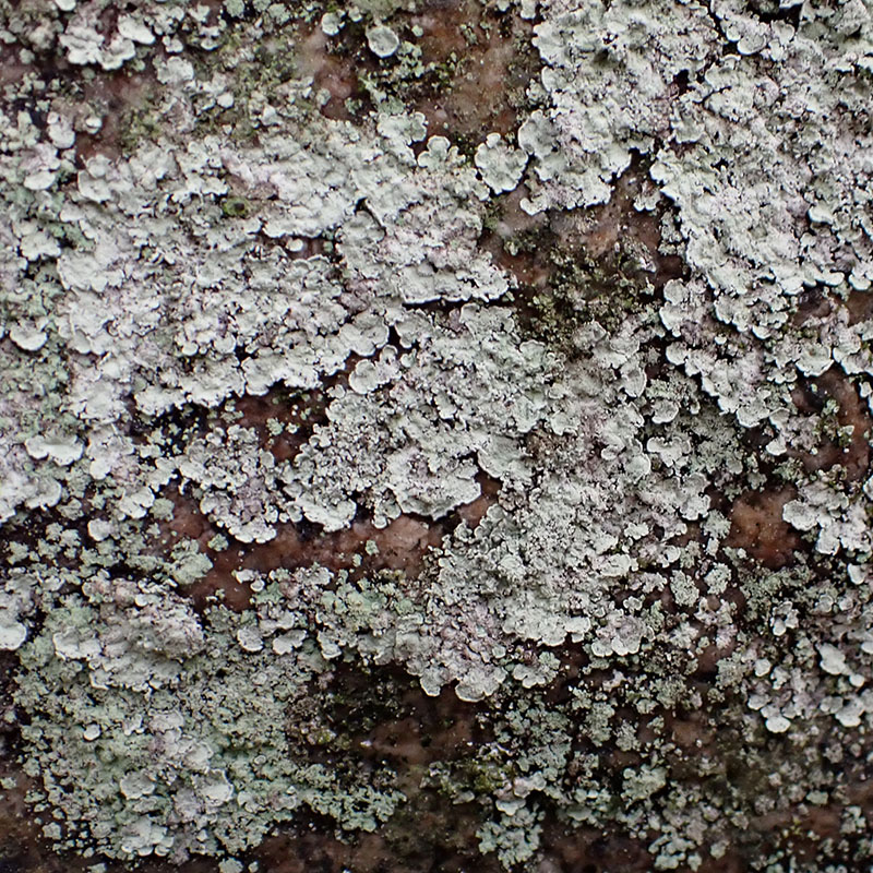 Pseudevernia consocians