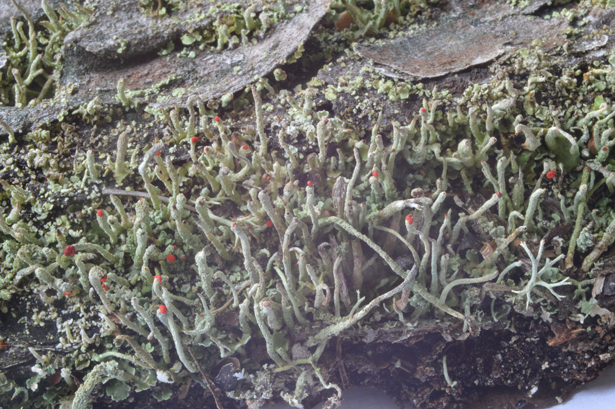 Usnea hirta