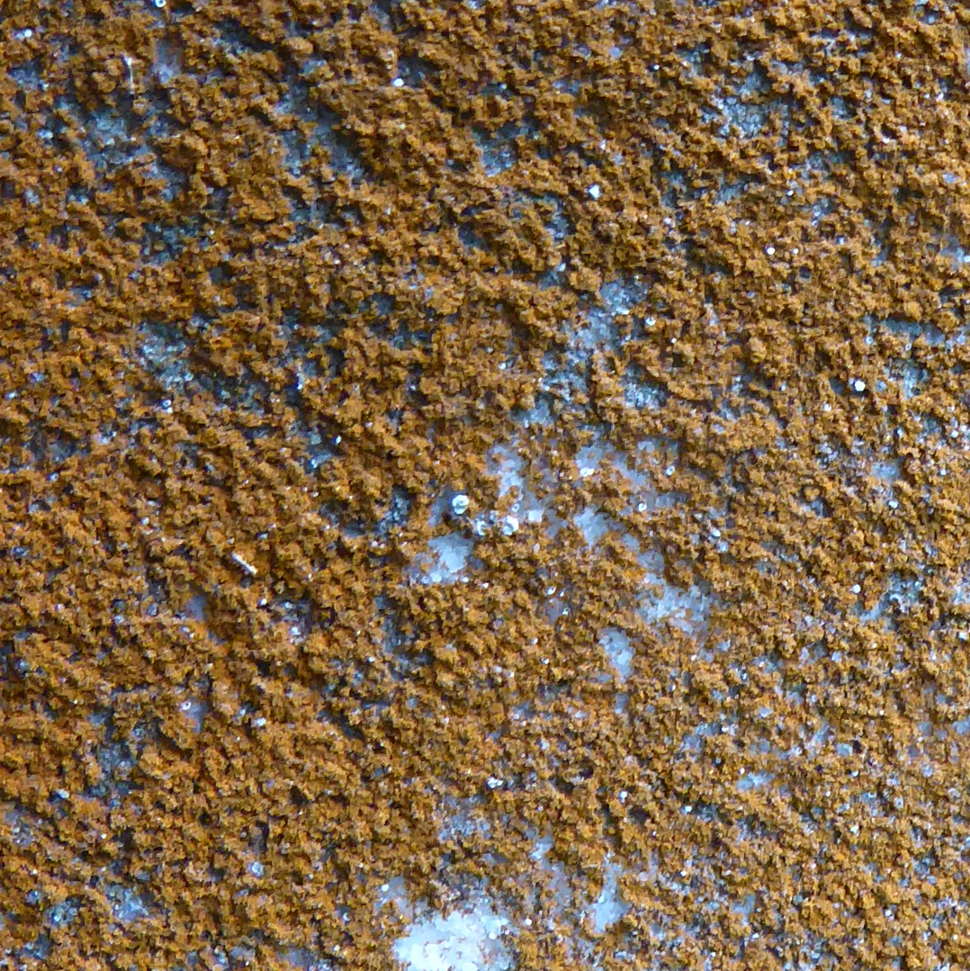 Mealy firedot lichen