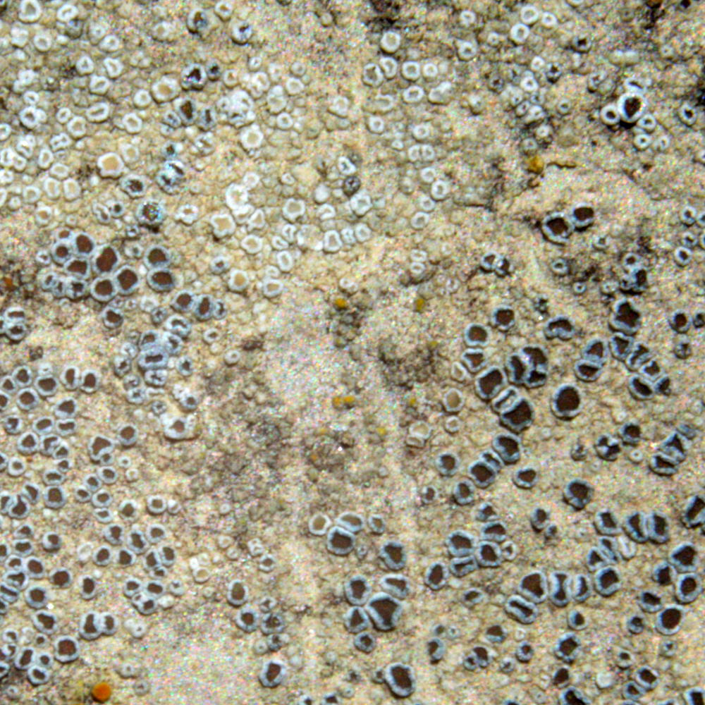 Mortar rim lichen