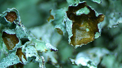 Nephromposis orbata apothecia