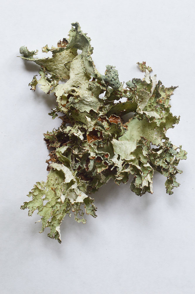 Nephromopsis orbata