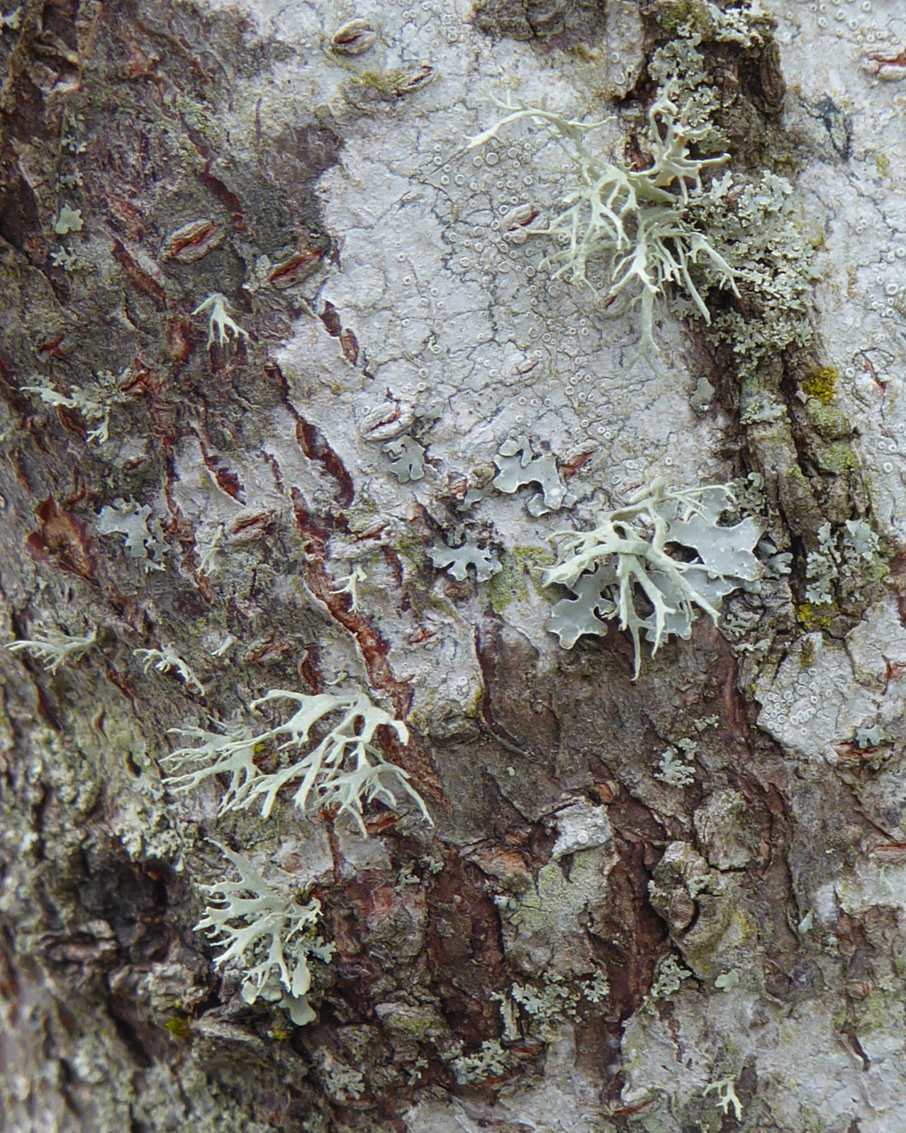 Dragon cup lichen