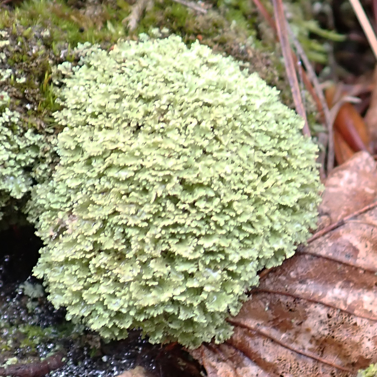 Olive Cladonia lichen