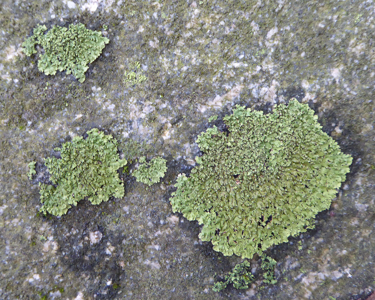 Orange cored shadow lichen