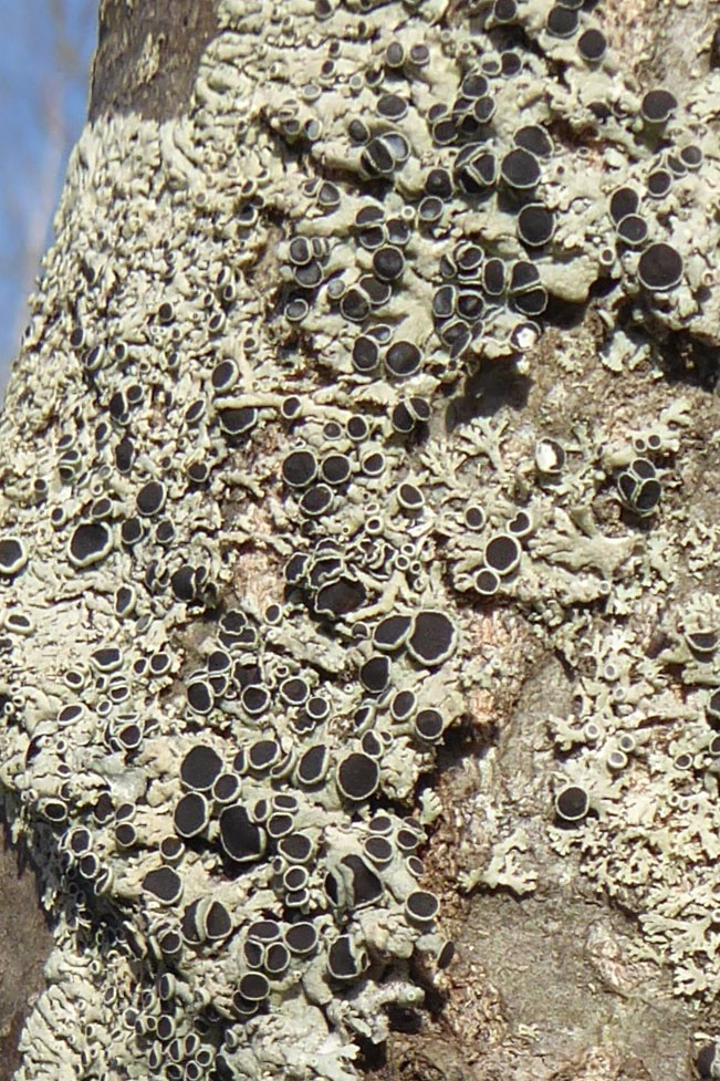 Phaeophyscia adiastola