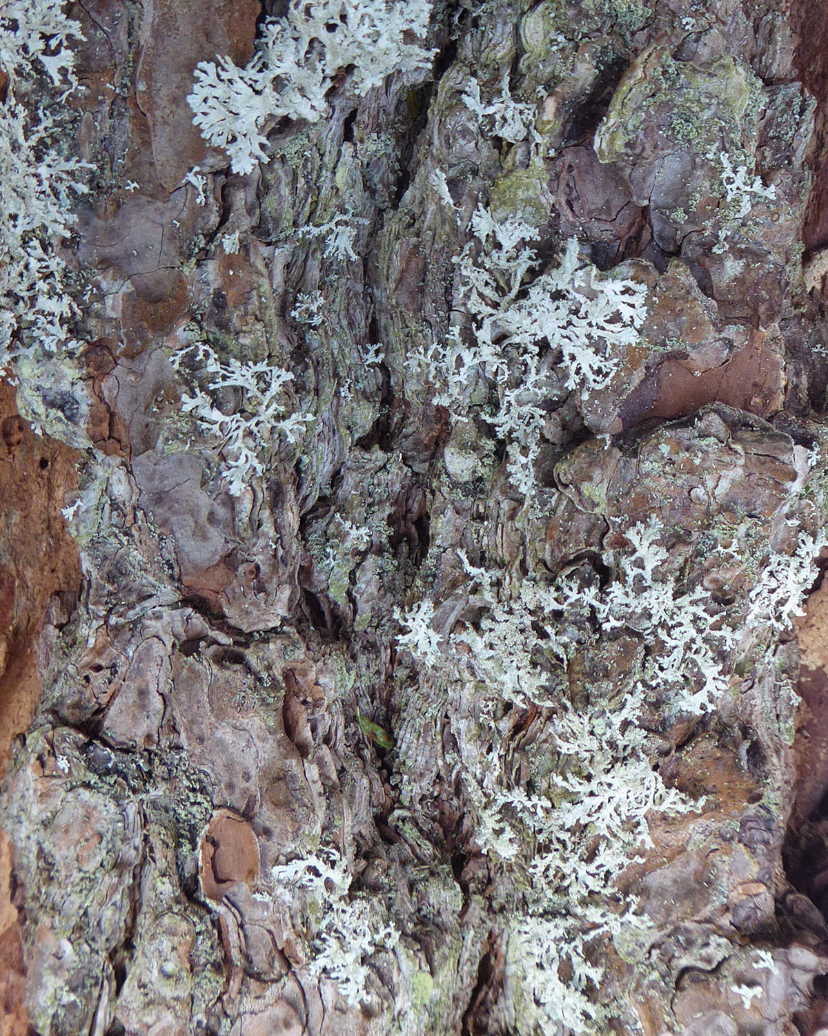 Orange cored shadow lichen
