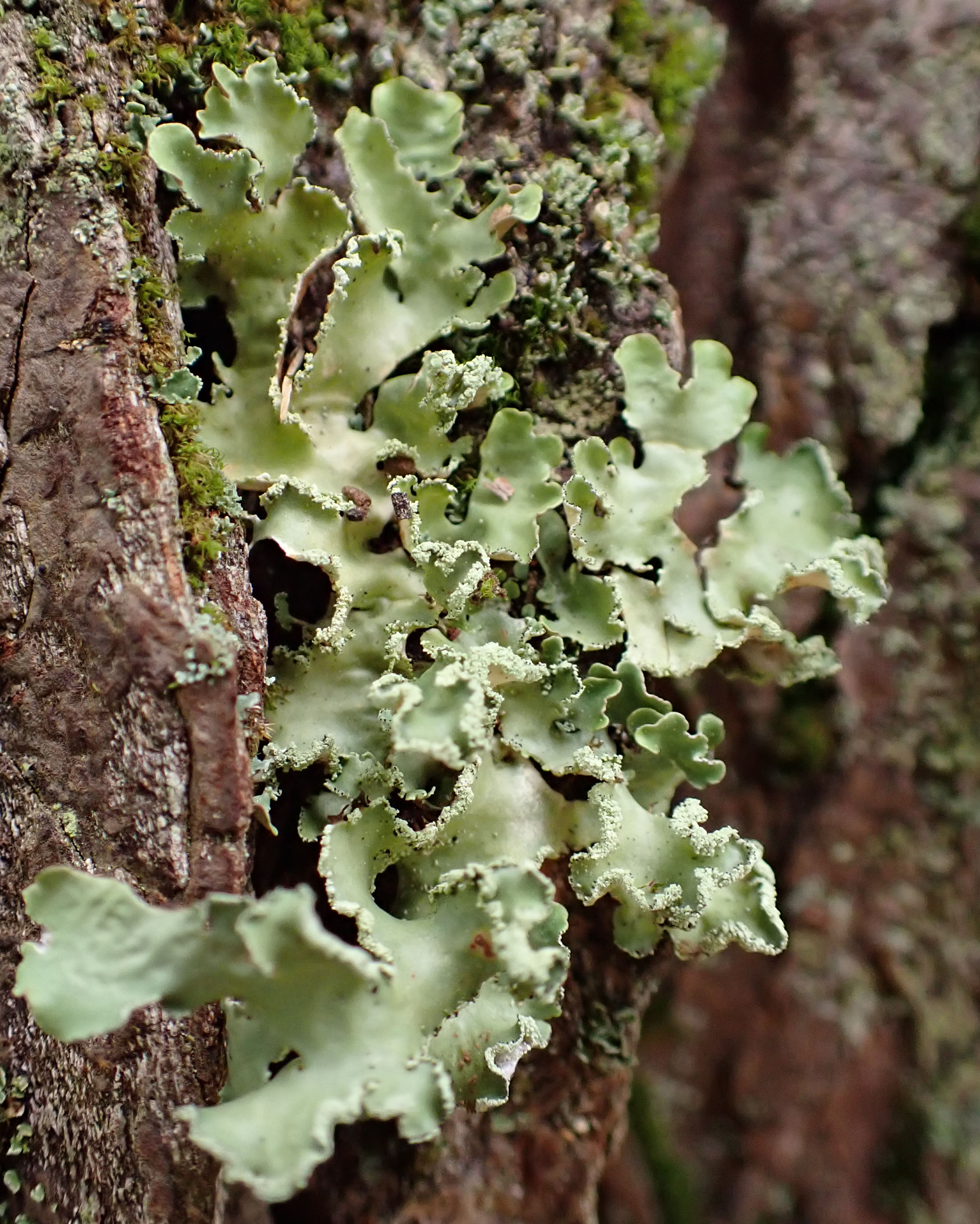 Parmotrema hypotropum
