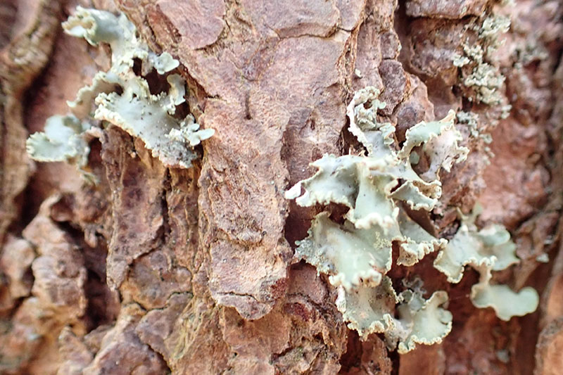 A powdered ruffle lichen