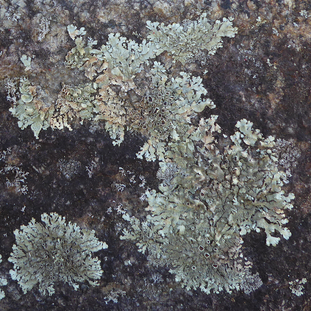 Peppered rock-shield lichen