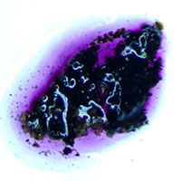 stained