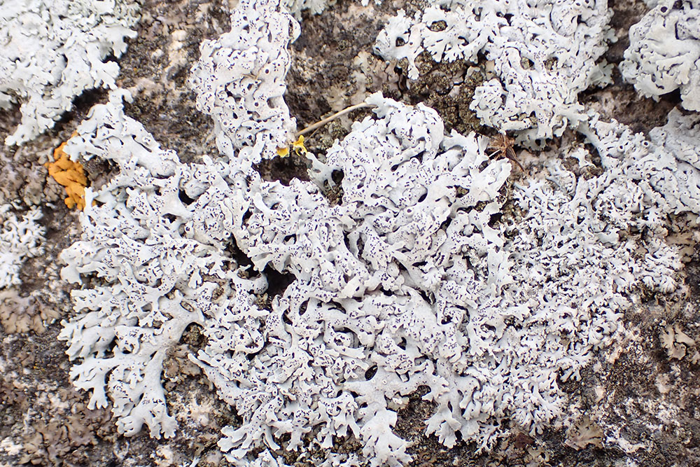 Slender rock rosette lichen