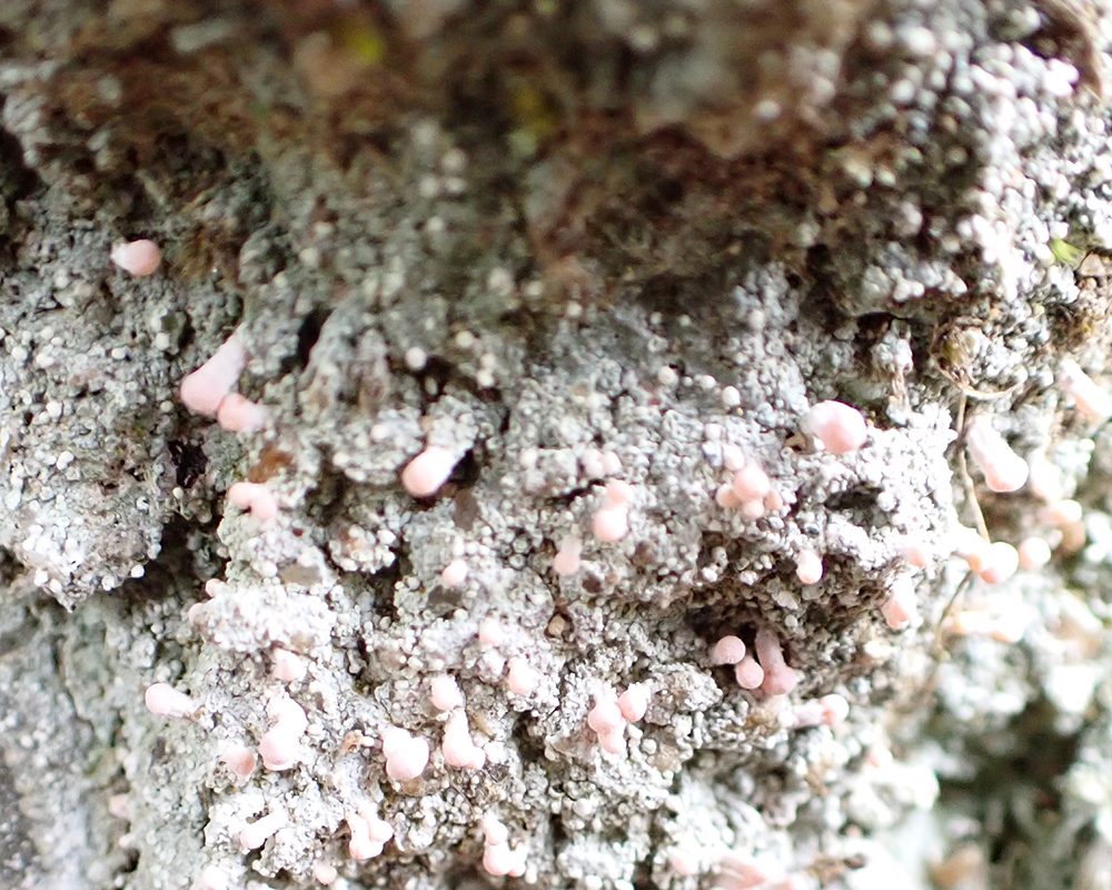 Pink earth lichen