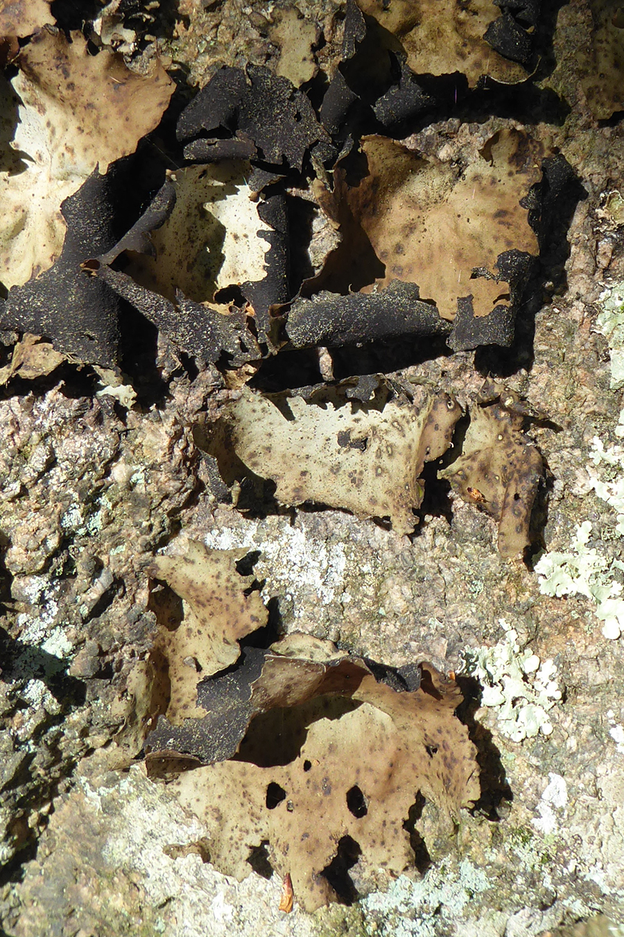 Plated rock tripe lichen