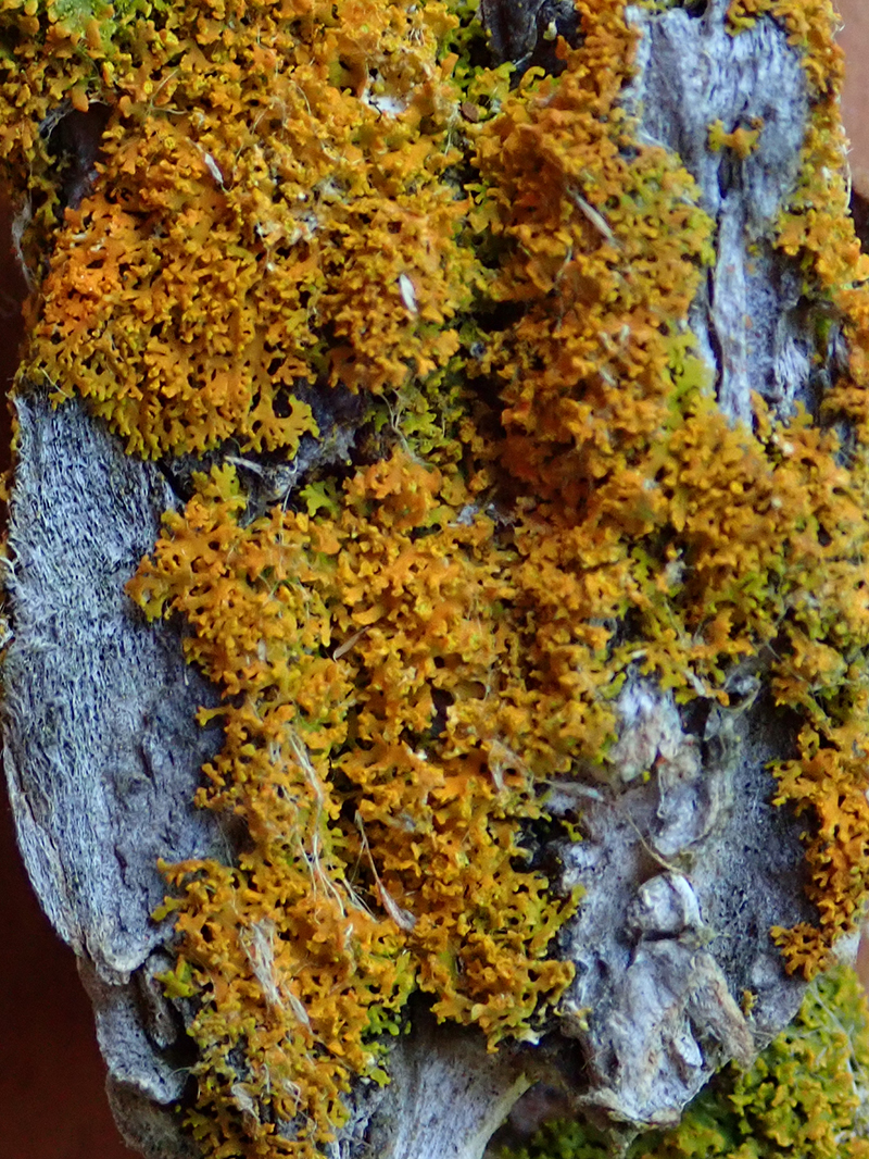 Polycauliona candelaria