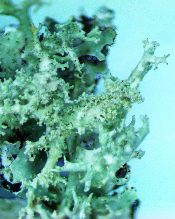 Pseudevernia consocians