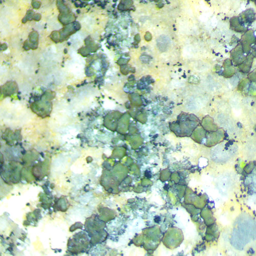 Pyrenocollema halodytes