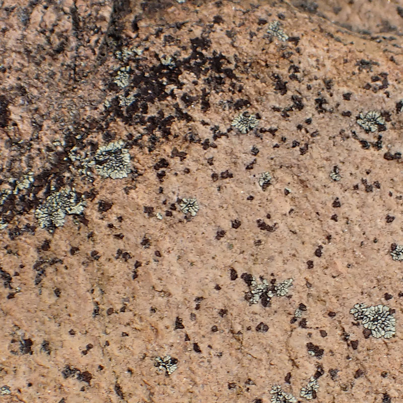 Pyrenocollema halodytes