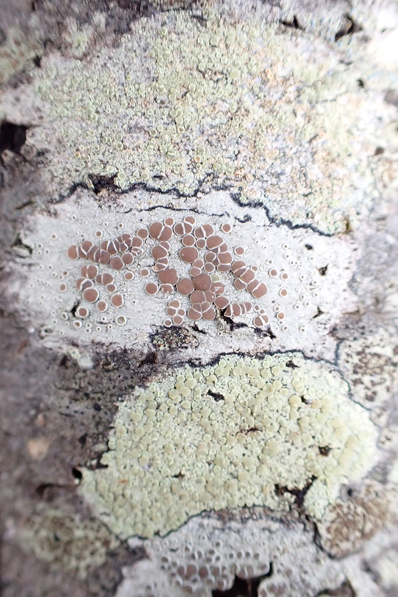 Bumpy and mealy rim lichens