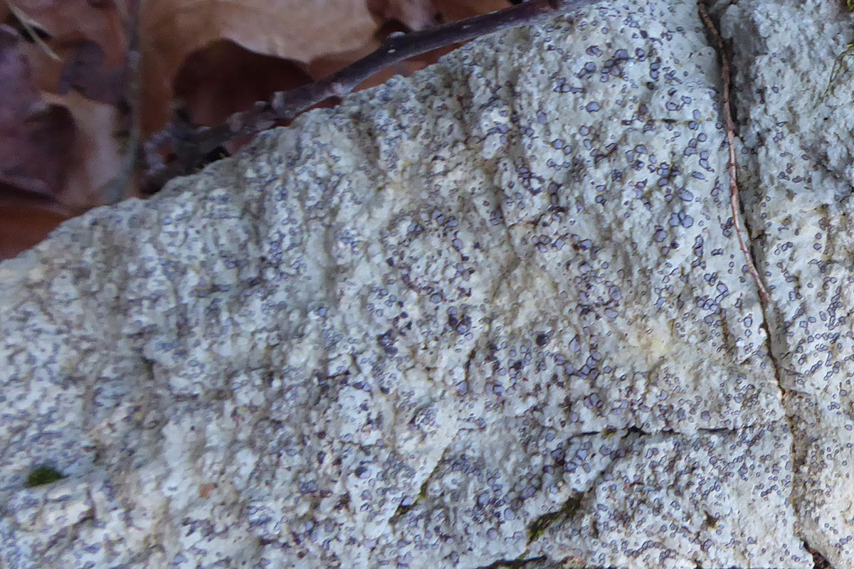 Smoky boulder lichen