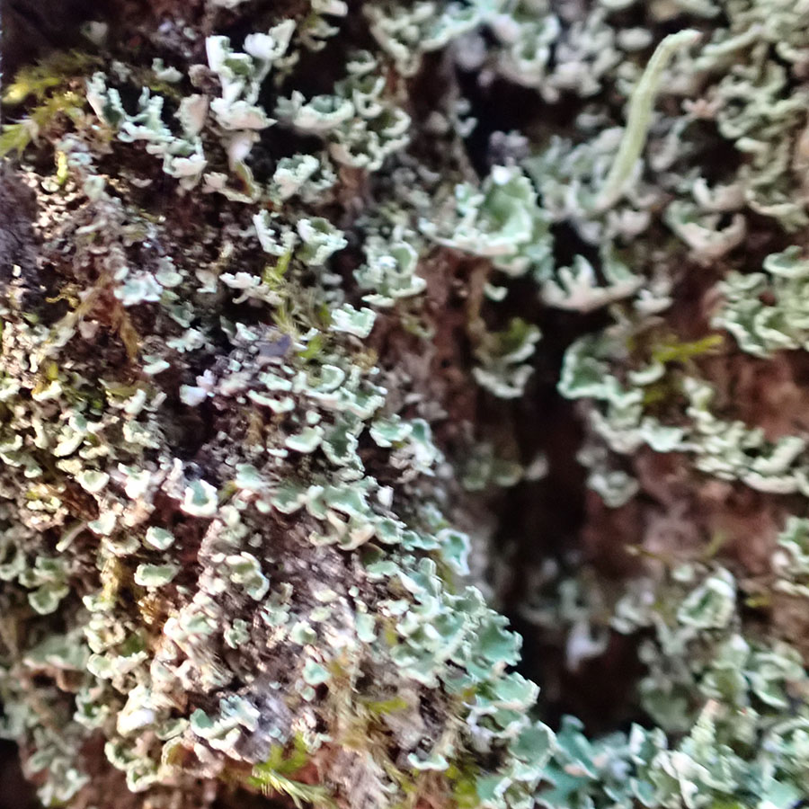 Stubby-stalked Cladonia