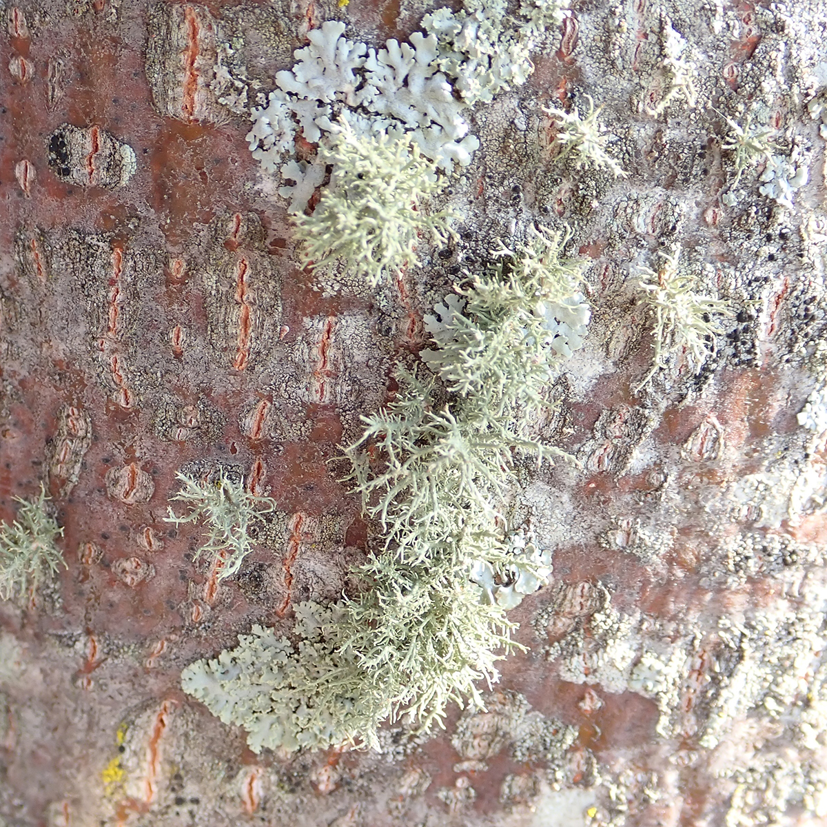 Bloody beard lichen