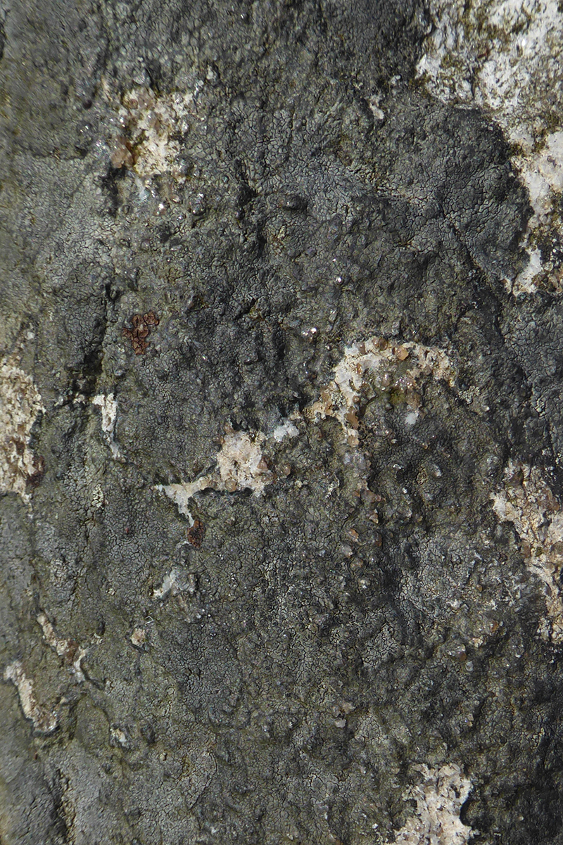 Verrcuaria nigrescens