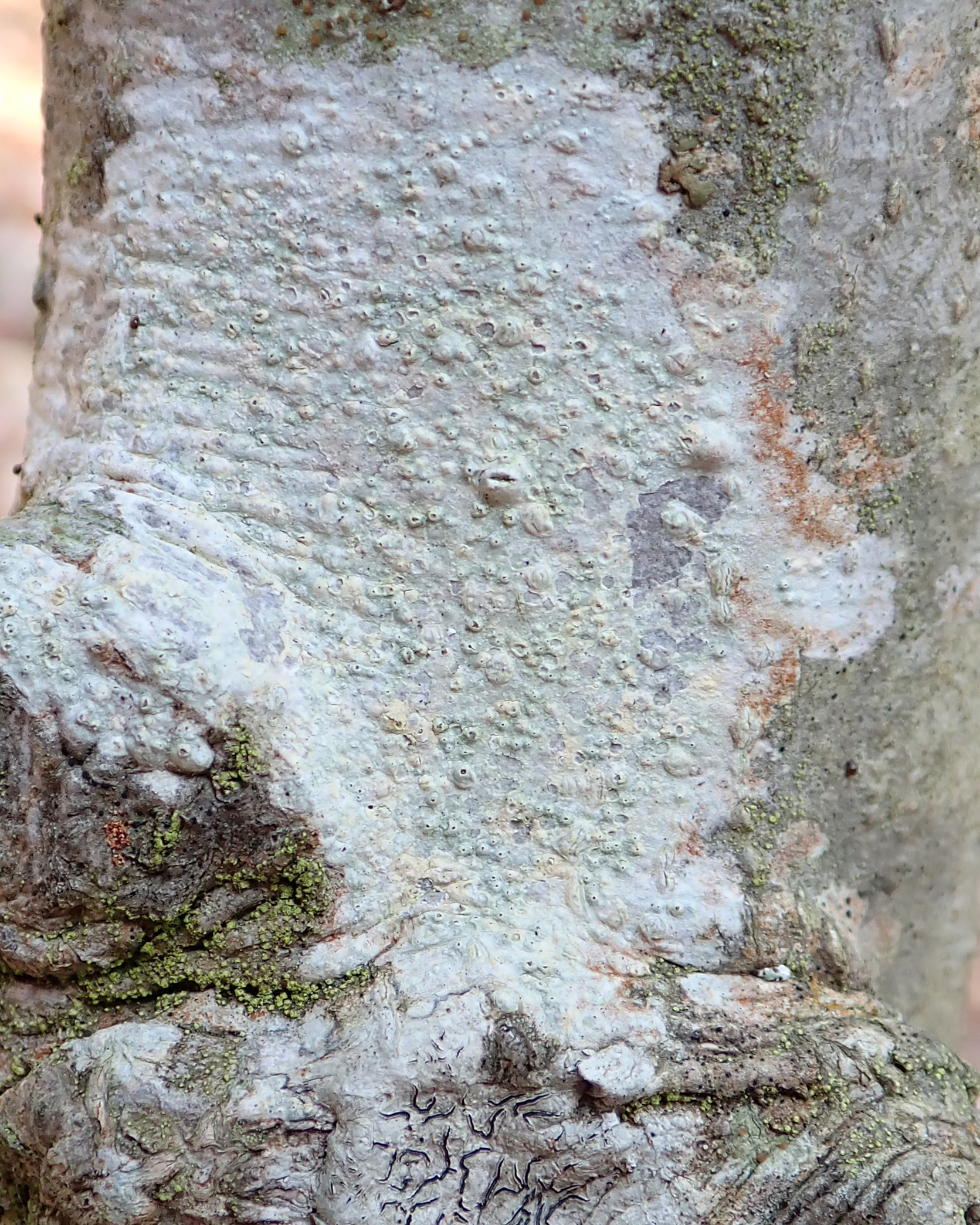 Volcano wart lichen