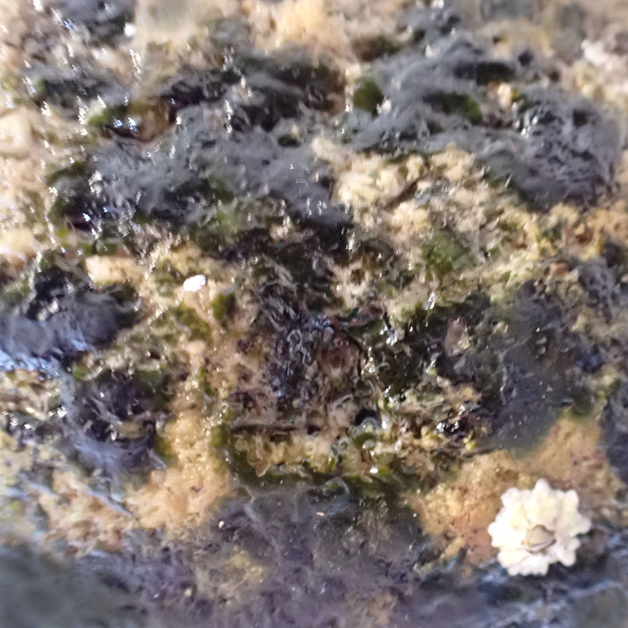 Wahlenbergiella mucosa