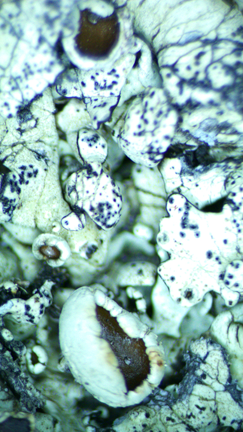 detail of Xanthoparmelia cumberlandia